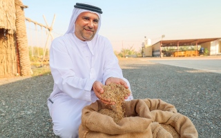مواطن ينجح في زراعة الأرز بأرض الإمارات الطيبة.. ويحصد البسمتي والعنبر