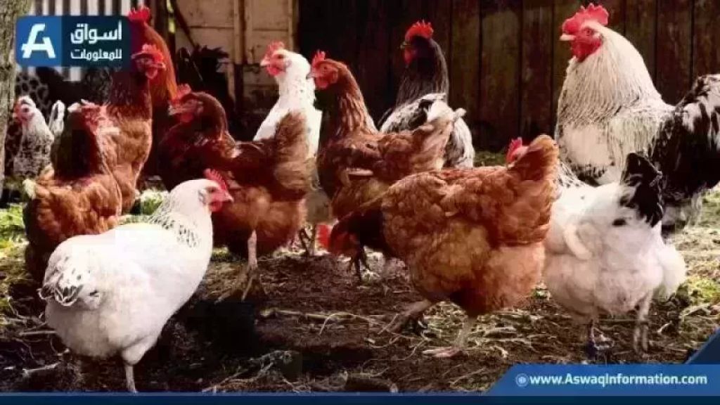 هبوط في سعر الفراخ البيضاء.. أسعار الدواجن اليوم الإثنين بالمزرعة