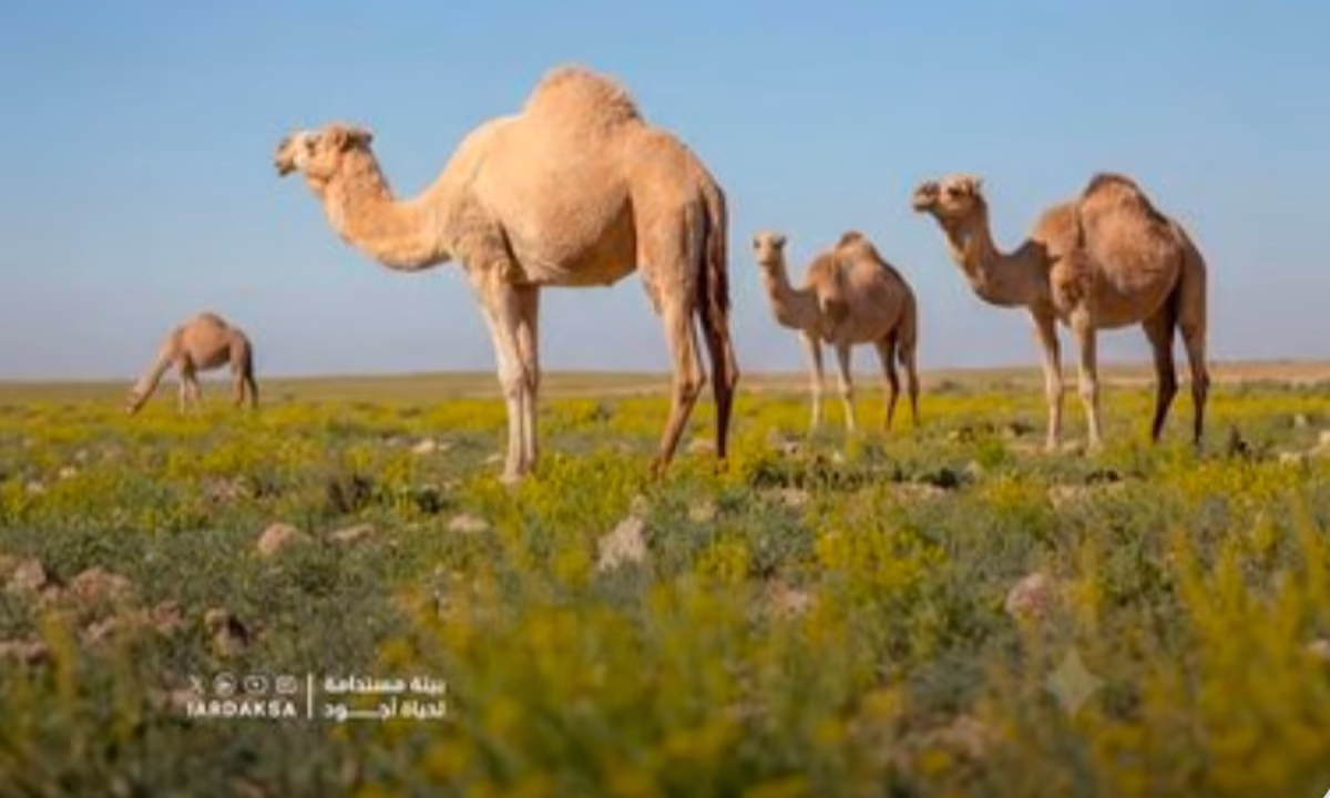 هيئة تطوير محمية الإمام عبدالعزيز: الرعي الموسمي يعزز نمو النباتات ويساعد في نشر البذور