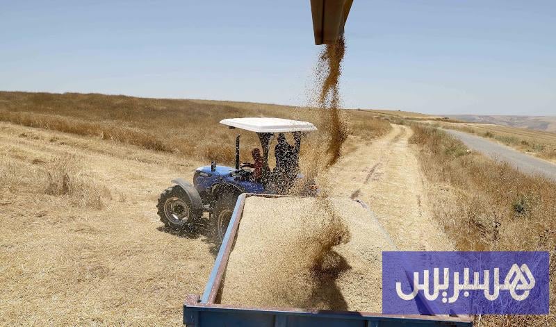 وفرة الإنتاج والمعيقات الميدانية .. موسم الحصاد يصل إلى مرحلة حساسة