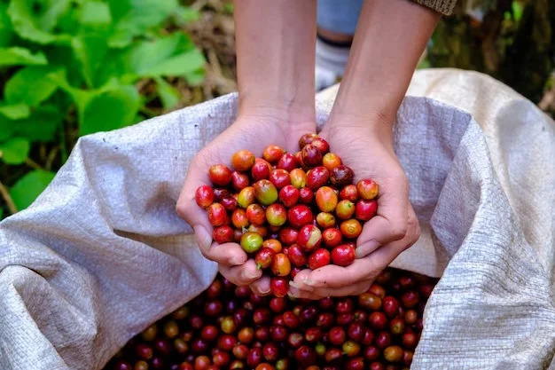 Giá cà phê hôm nay 23/6: Giảm mạnh, robusta thấp nhất 1 tuần