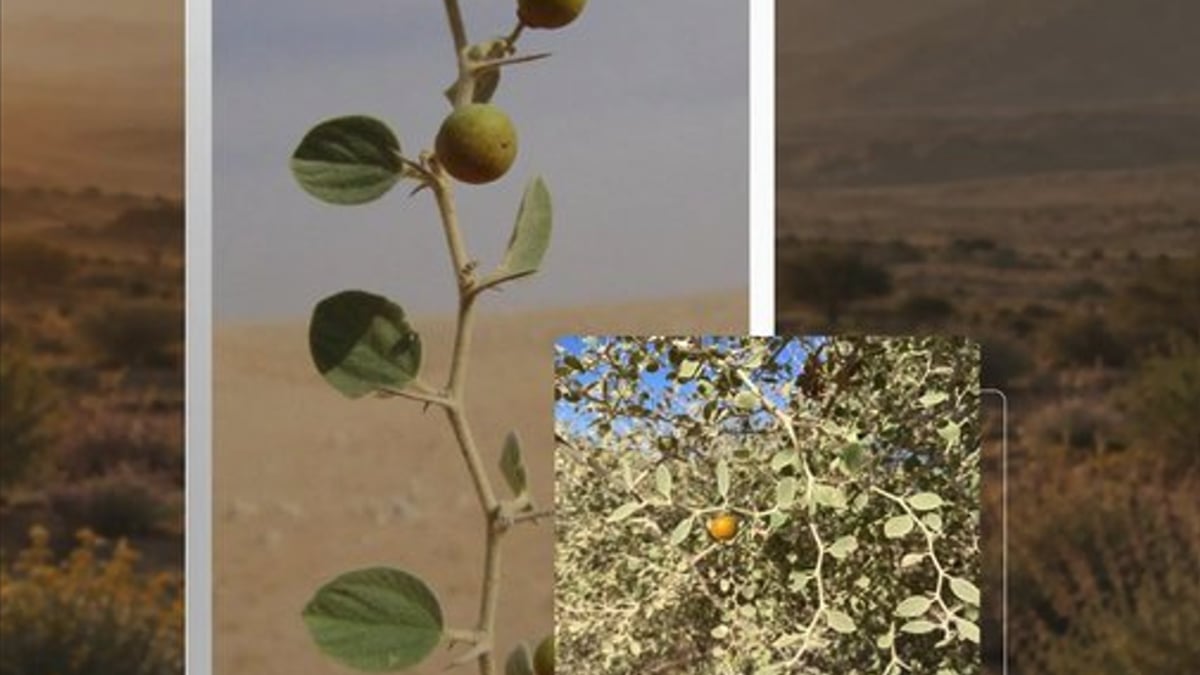 السدر البري يعزز التنوع البيئي في محمية الملك سلمان