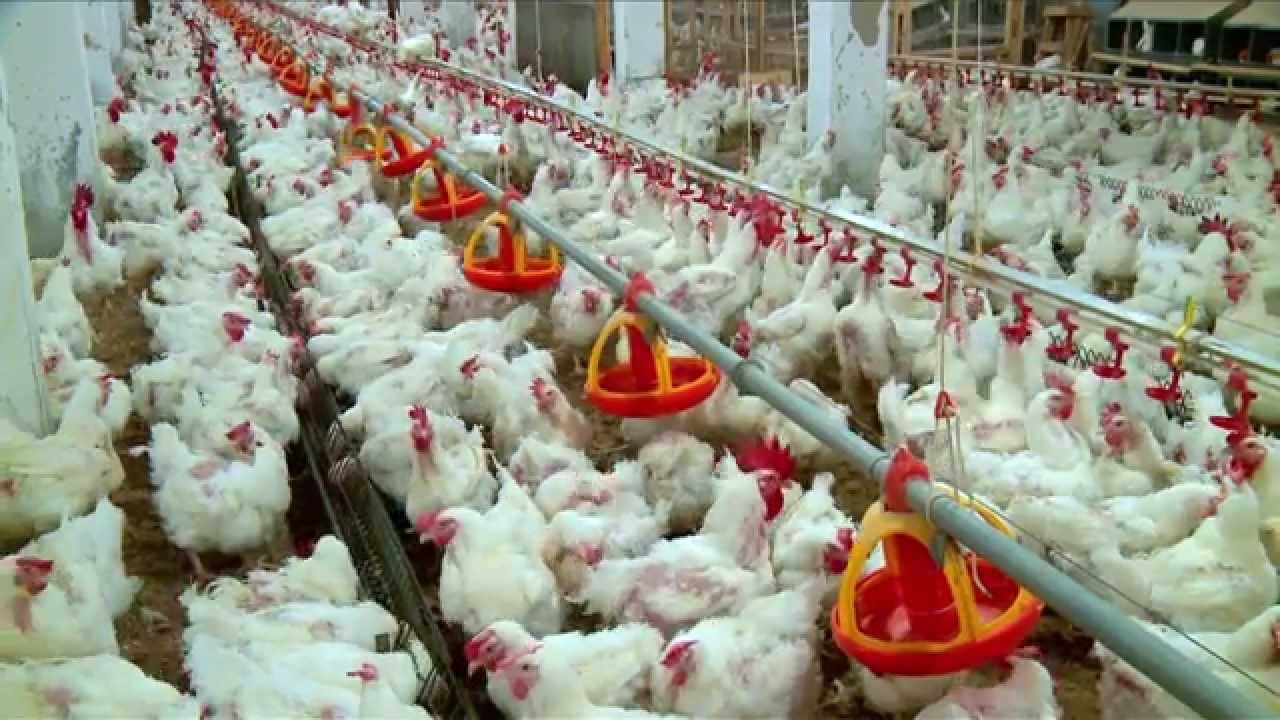 تعرف على أسعار الفراخ والبيض في الأسواق المصرية اليوم الأحد 12 يوليو