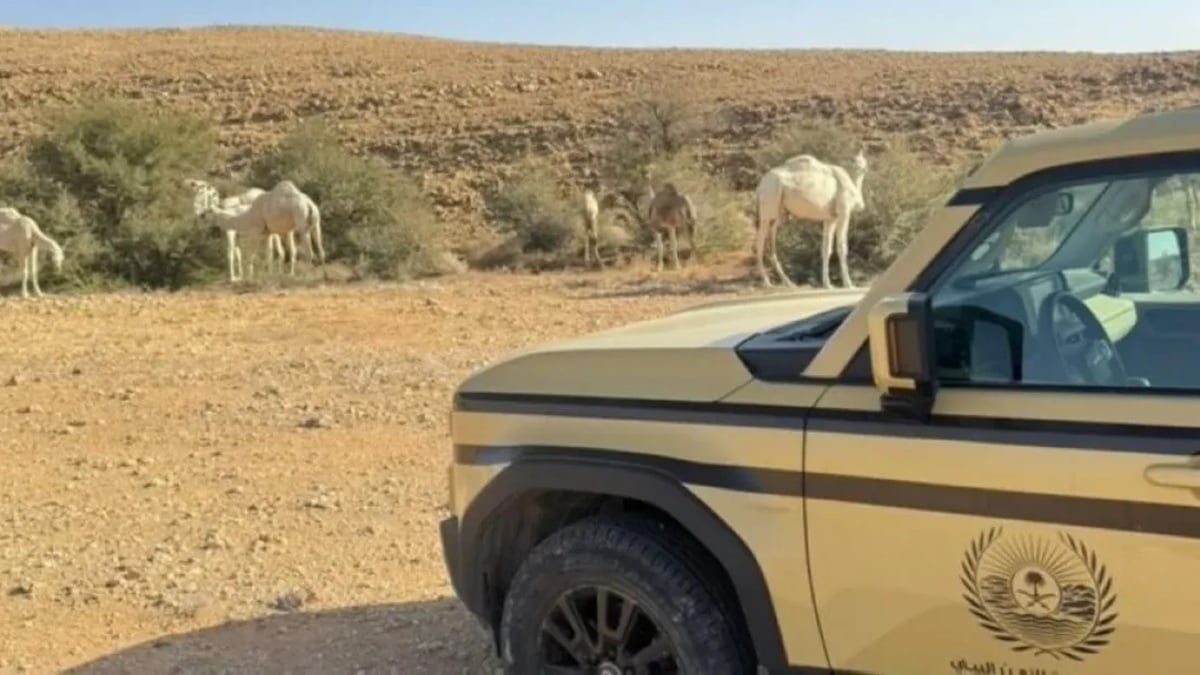 ضبط مخالف يرعى 60 إبلًا في محمية الملك عبدالعزيز