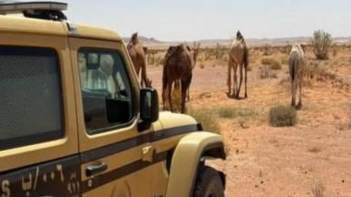ضبط مواطن بسبب مخالفة رعي في محمية الملك عبدالعزيز