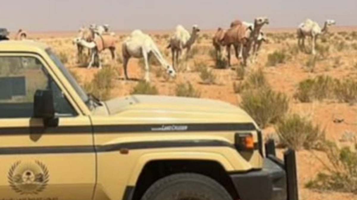 ضبط مواطن لرعي 15 إبلًا في محمية الإمام تركي بن عبدالله