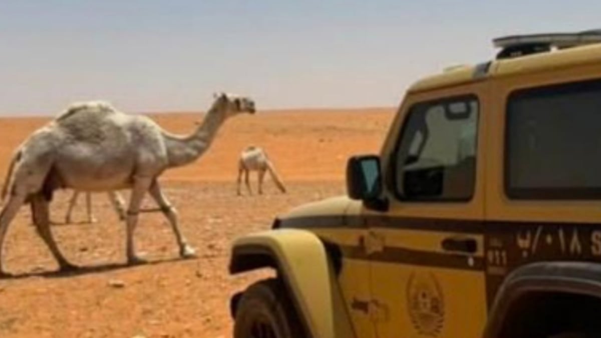 ضبط مواطن لرعيه الإبل في محمية الإمام تركي بن عبدالله