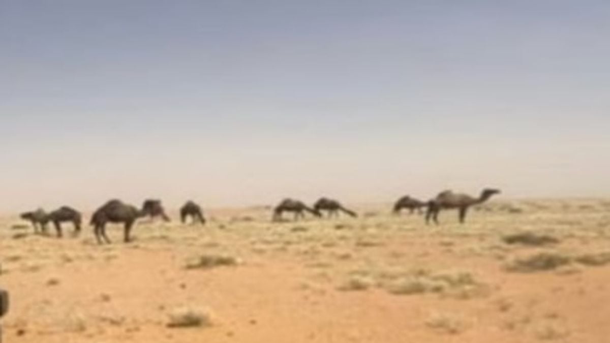 فرص عمل جديدة في السياحة البيئية بمحمية الإمام عبدالعزيز بن محمد