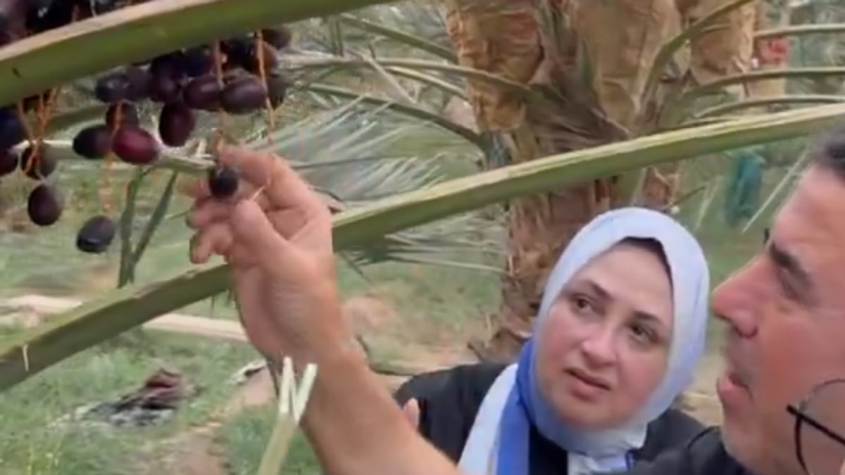 مزارع المدينة المنورة تقدم تجربة قطف الرطب في موسم التمور