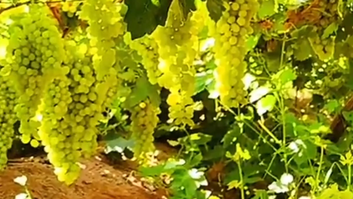 مواطن في القصيم ينتج 250 ألف صندوق عنب سنوياً من 30 ألف شجرة