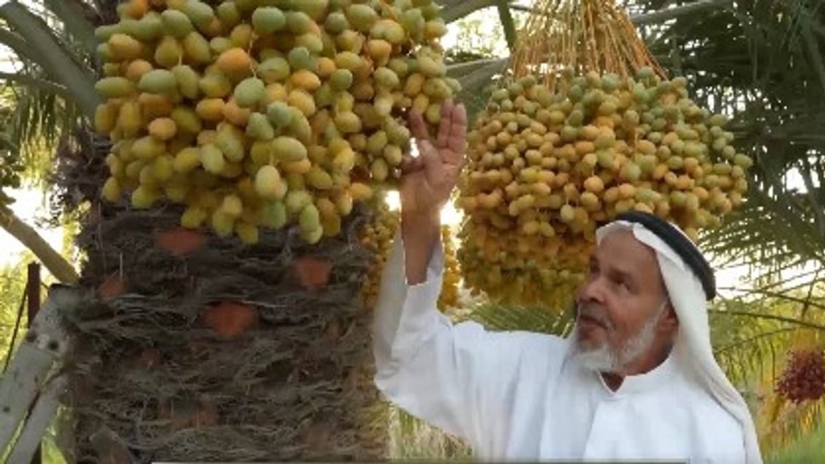 مواطن في القطيف يزرع 30 نوعًا نادرًا من النخيل