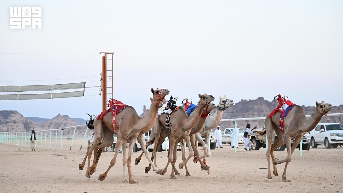 ميدان الأصايل بالعُلا يستضيف سباقات للهجن بمشاركة كبيرة من الملاك