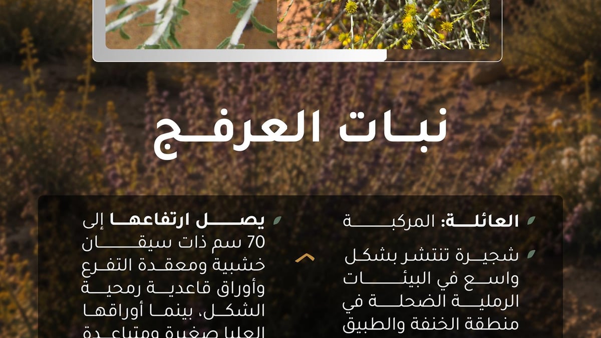 نبات العرفج يدعم الغطاء النباتي في محمية الملك سلمان