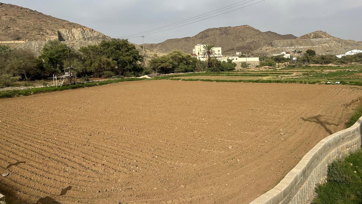 نجم علب في يوليو يشير لبداية موسم الخريف والأمطار في عسير