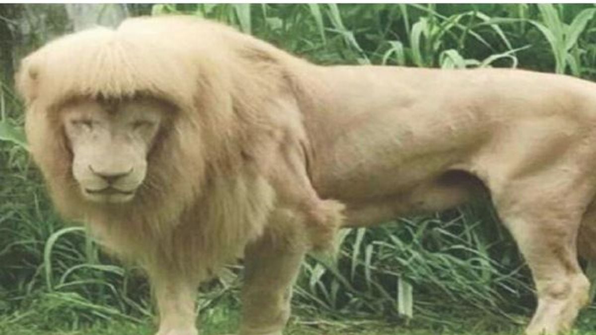 وفاة الأسد الصيني هان هان بعد 17 عاماً من الجدل حول مظهره