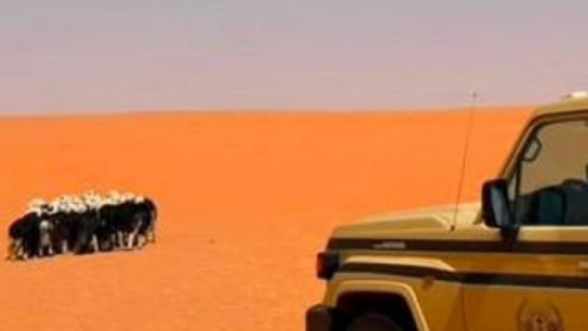 ضبط مواطن لرعي 20 رأسًا من الأغنام في محمية الإمام تركي بن عبدالله