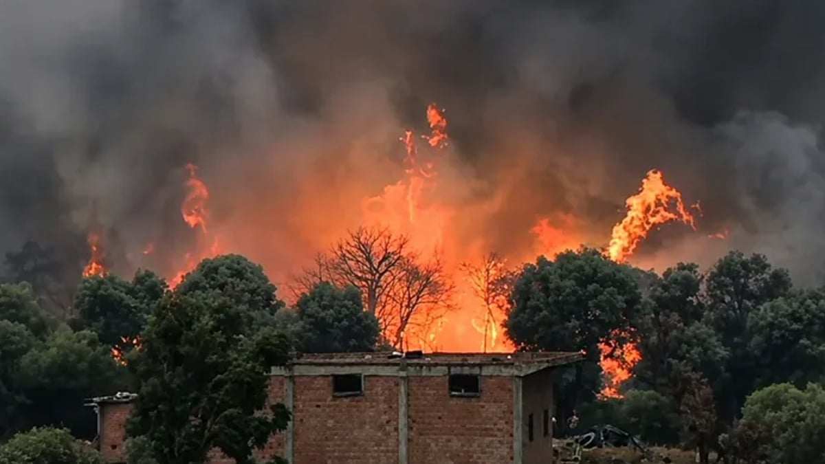 ارتفاع ضحايا حرائق الغابات في الجزائر إلى 73 شخصًا