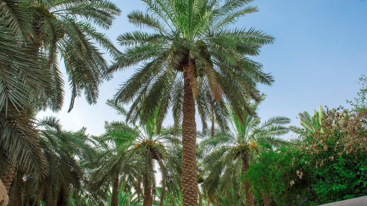 القصيم تستثمر في موسم التمور لتعزيز الاقتصاد المحلي