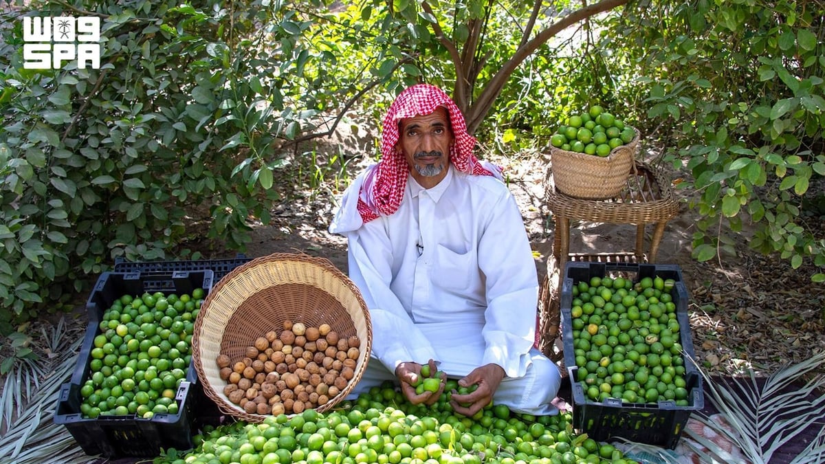 اللومي الحساوي يدخل الأسواق المحلية والخليجية بمنتجات جديدة