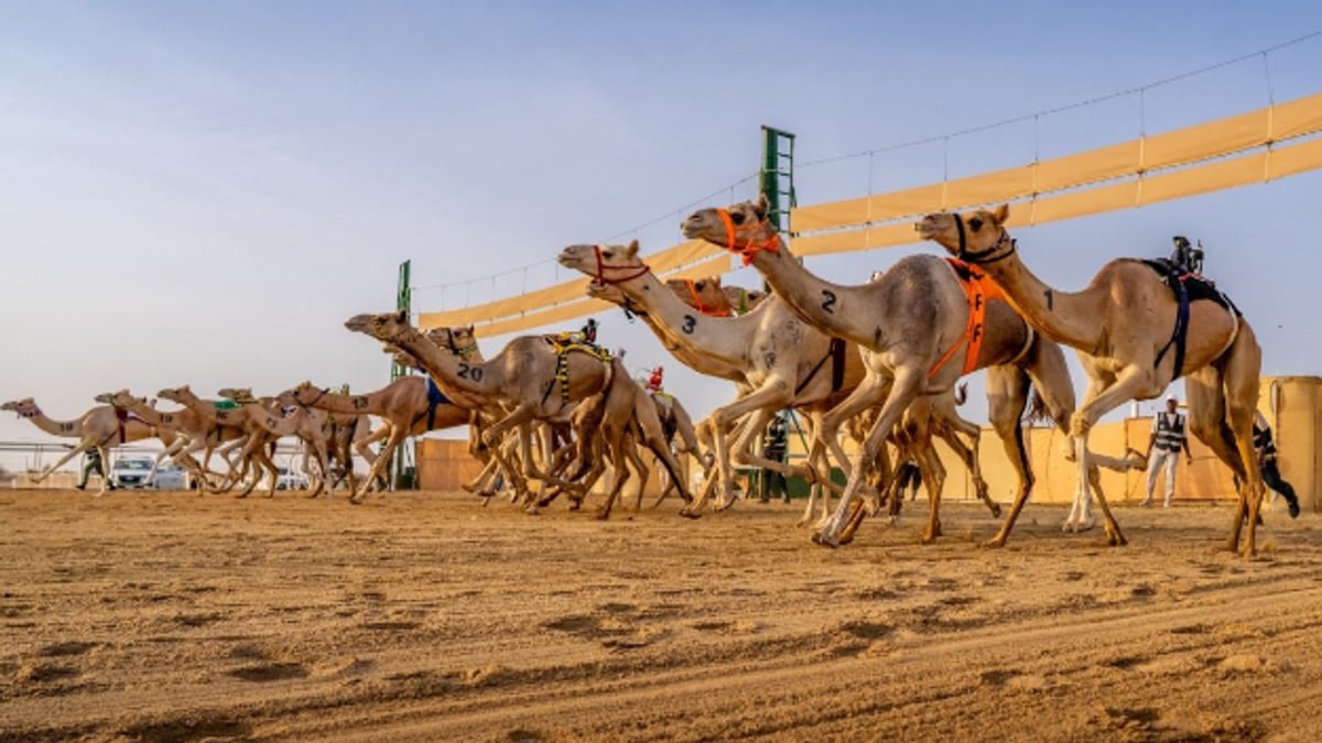 تتويج الفائزين بكأس هامة طويق للهجن في السعودية
