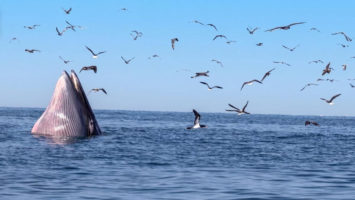 حوت بريدي يعزز مكانة محمية جزر فرسان
