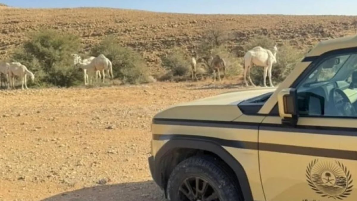 ضبط مواطن بتهمة الرعي في محمية الملك عبدالعزيز الملكية