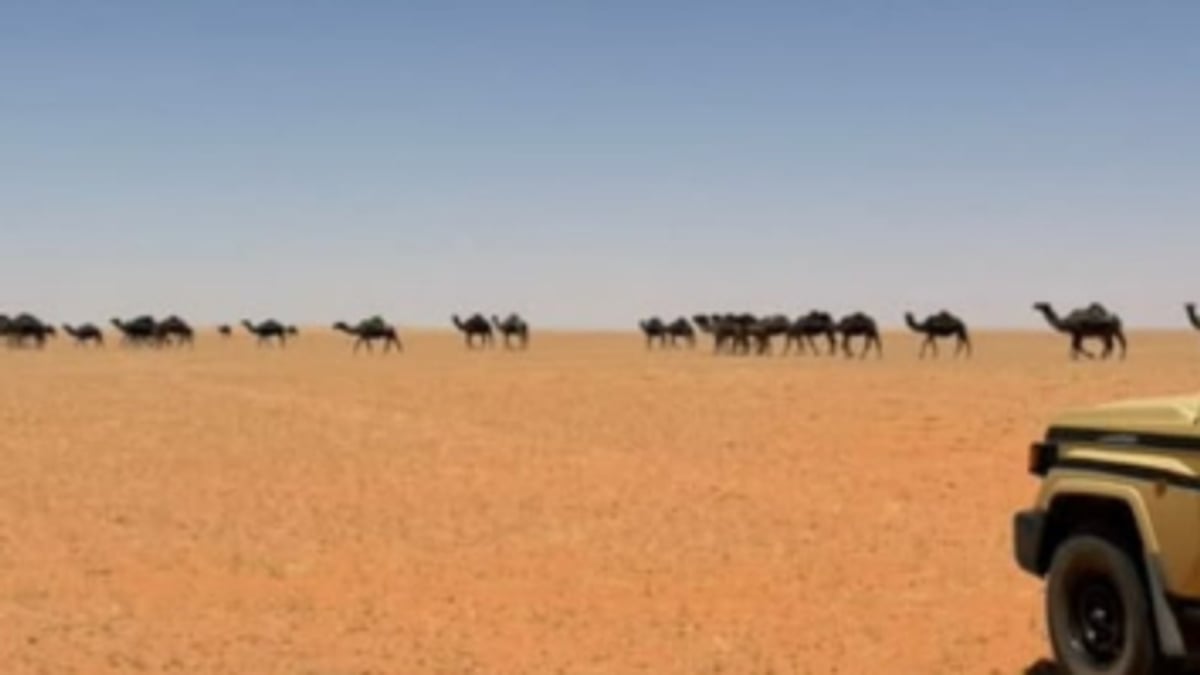 ضبط مواطن لمخالفة رعي في محمية الإمام تركي بن عبدالله