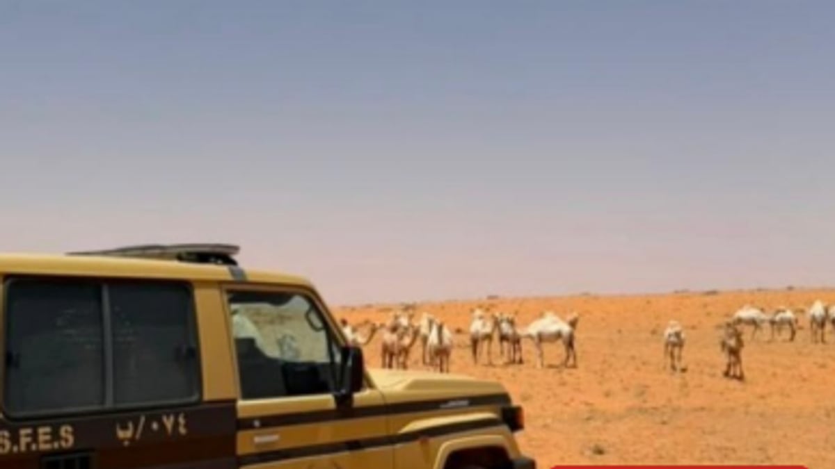 ضبط مواطن يرعى 30 إبلًا في محمية الإمام تركي بن عبدالله