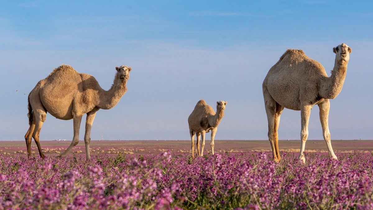 مصورون يحتفلون باليوم العالمي للتصوير في الحدود الشمالية