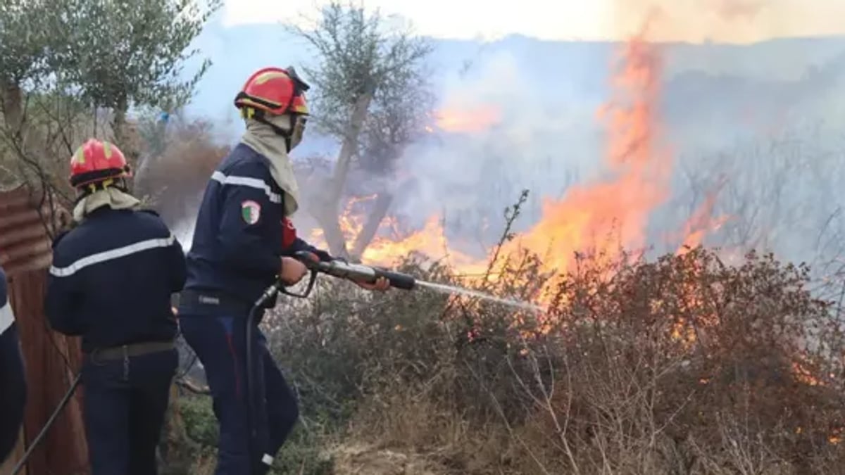 مقتل 12 وإصابة 54 في حرائق غابات بالجزائر
