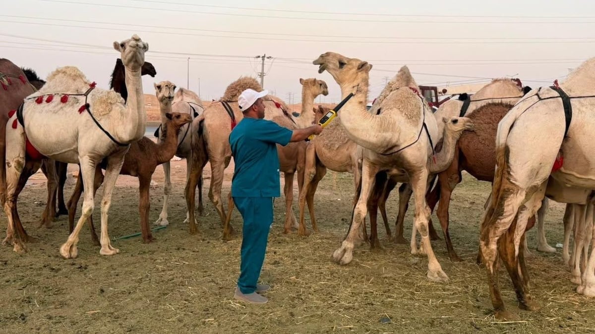 مكافحة بيع حليب الإبل العشوائي في الرياض بجولات ميدانية مكثفة