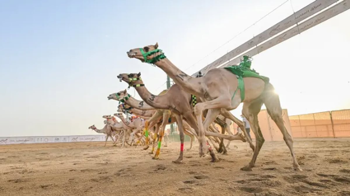 مهرجان ولي العهد للهجن الثامن يكشف عن برنامجه وجوائزه تتجاوز 50 مليون ريال