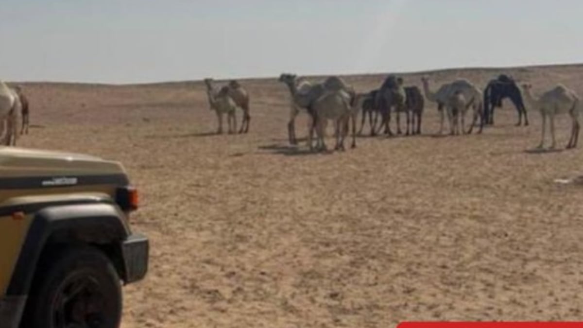 مواطن يتعرض للضبط بسبب رعي مخالف في محمية الملك عبدالعزيز