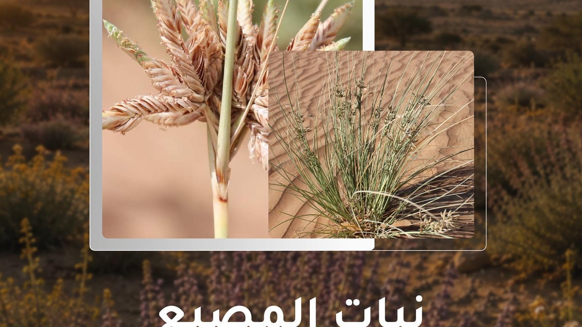 نبات المصيع يعزز التنوع البيئي في محمية الملك سلمان