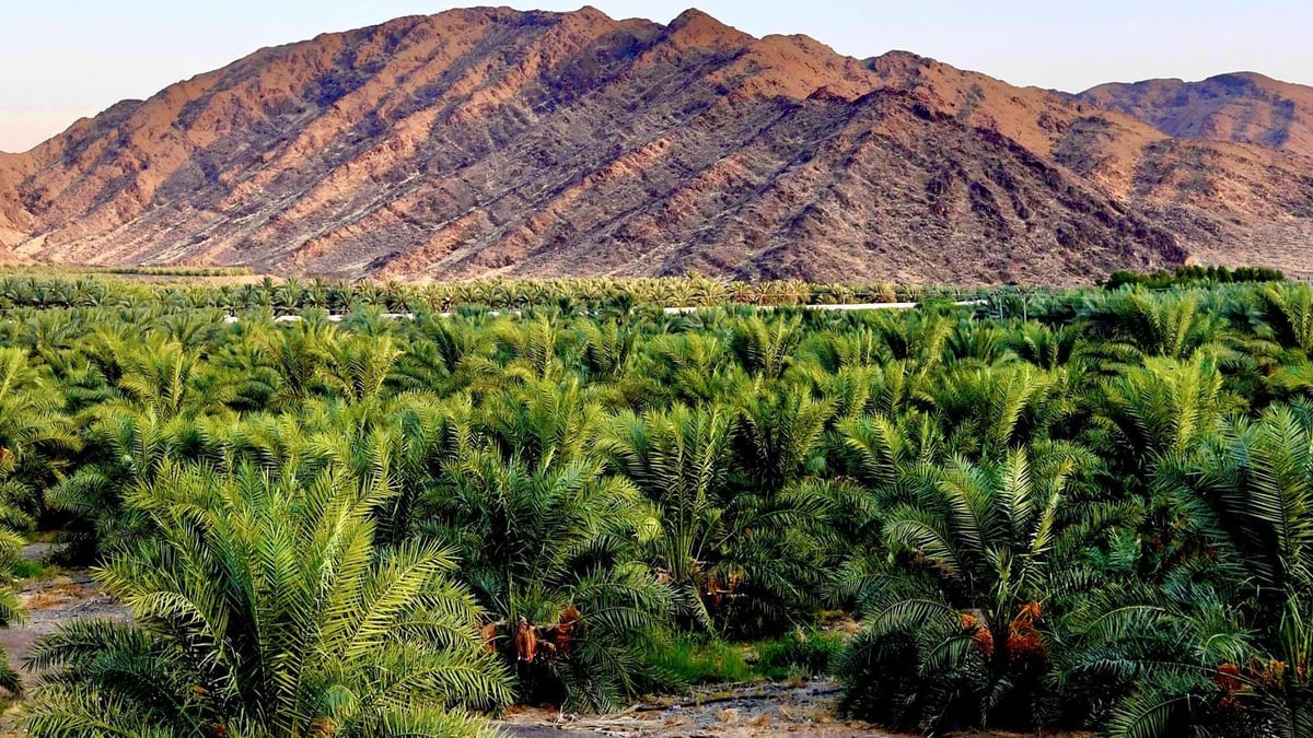 نمو ملحوظ للقطاع الزراعي في المدينة المنورة بفضل تصدير التمور