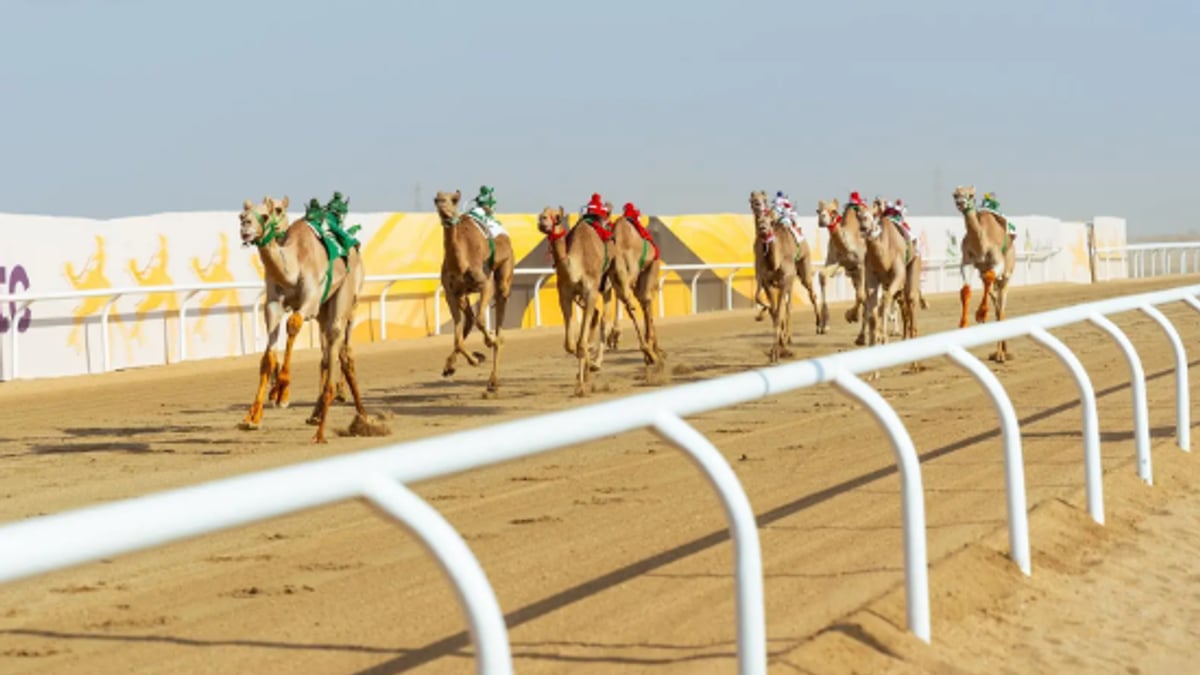 492 مليون ريال قيمة سوقية للهجن في ختام مهرجان ولي العهد