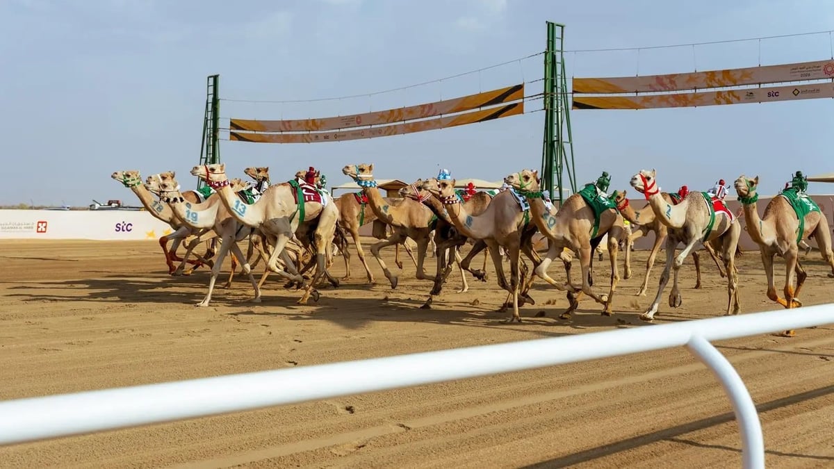 492 مليون ريال قيمة سوقية للهجن في مهرجان ولي العهد بالطائف