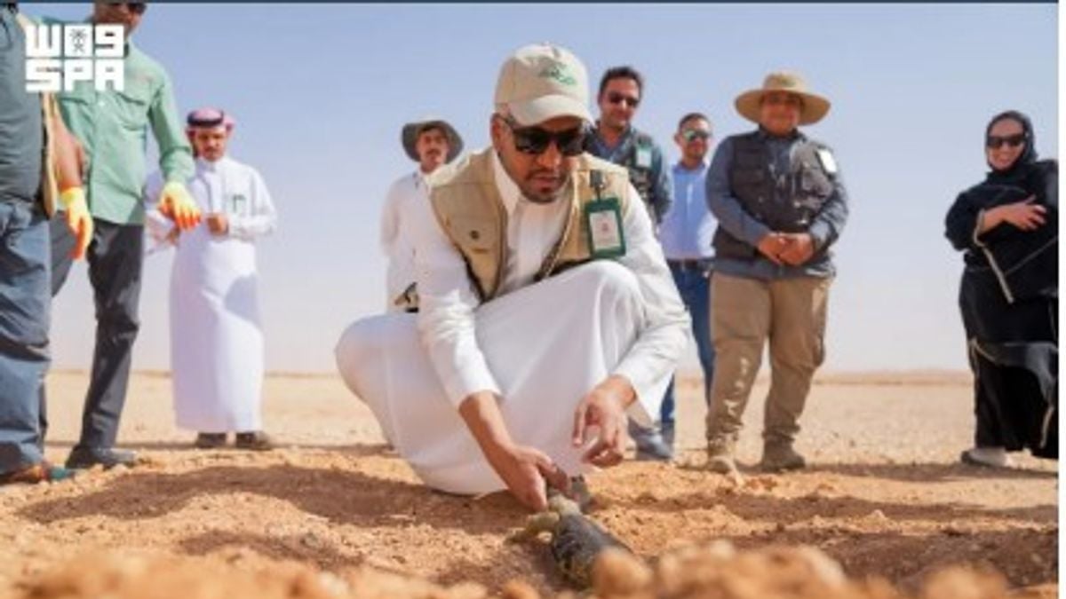 إطلاق 140 ضبًّا في محمية الملك خالد الملكية