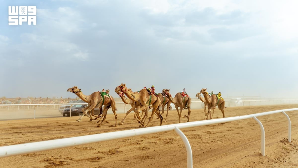 إماراتيون يتصدرون فئة الثنايا في مهرجان ولي العهد للهجن 2026