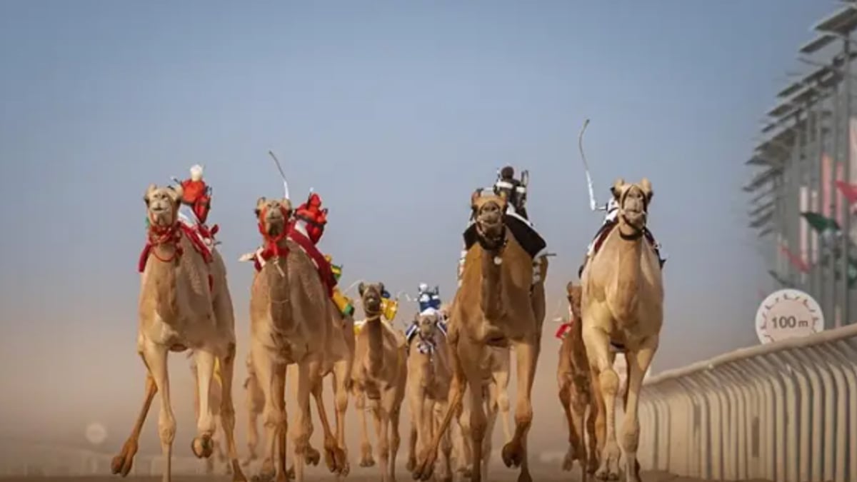 افتتاح النسخة الثامنة لمهرجان ولي العهد للهجن في الطائف اليوم