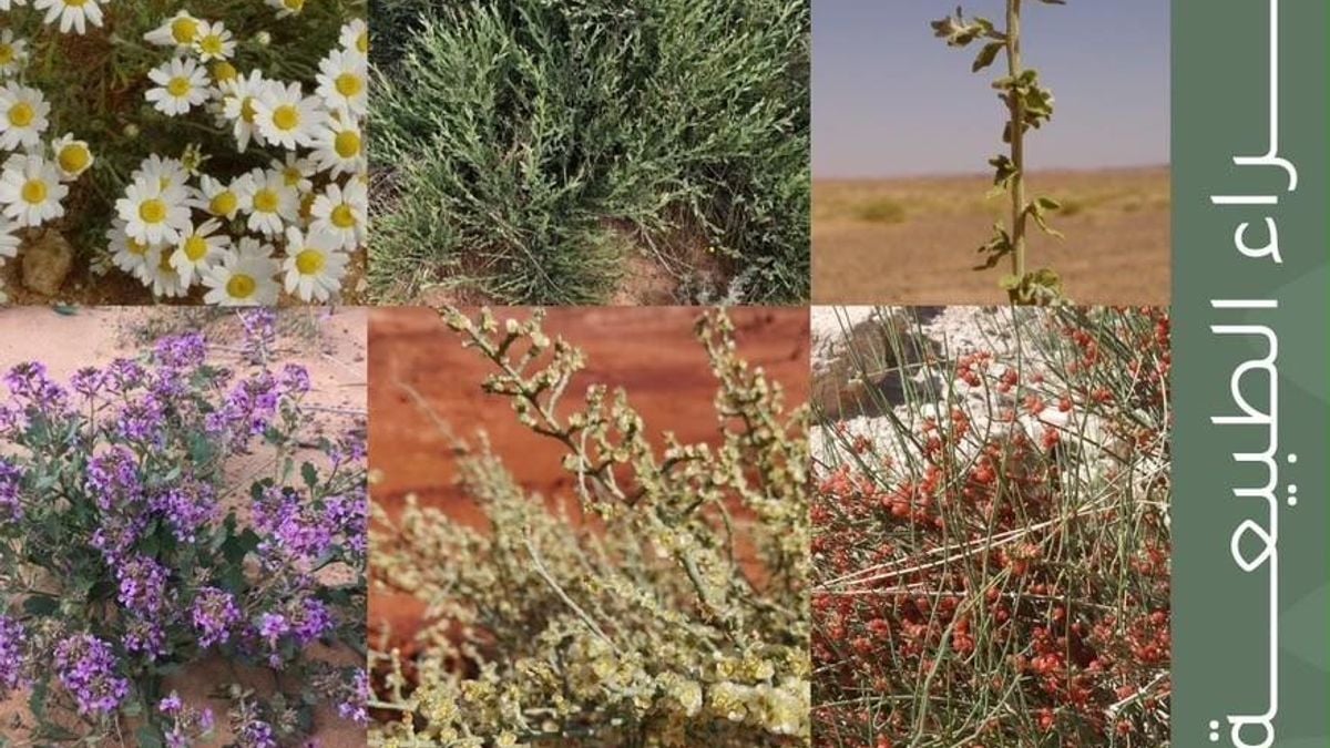 النباتات البرية تدعم التوازن البيئي في محمية الملك سلمان