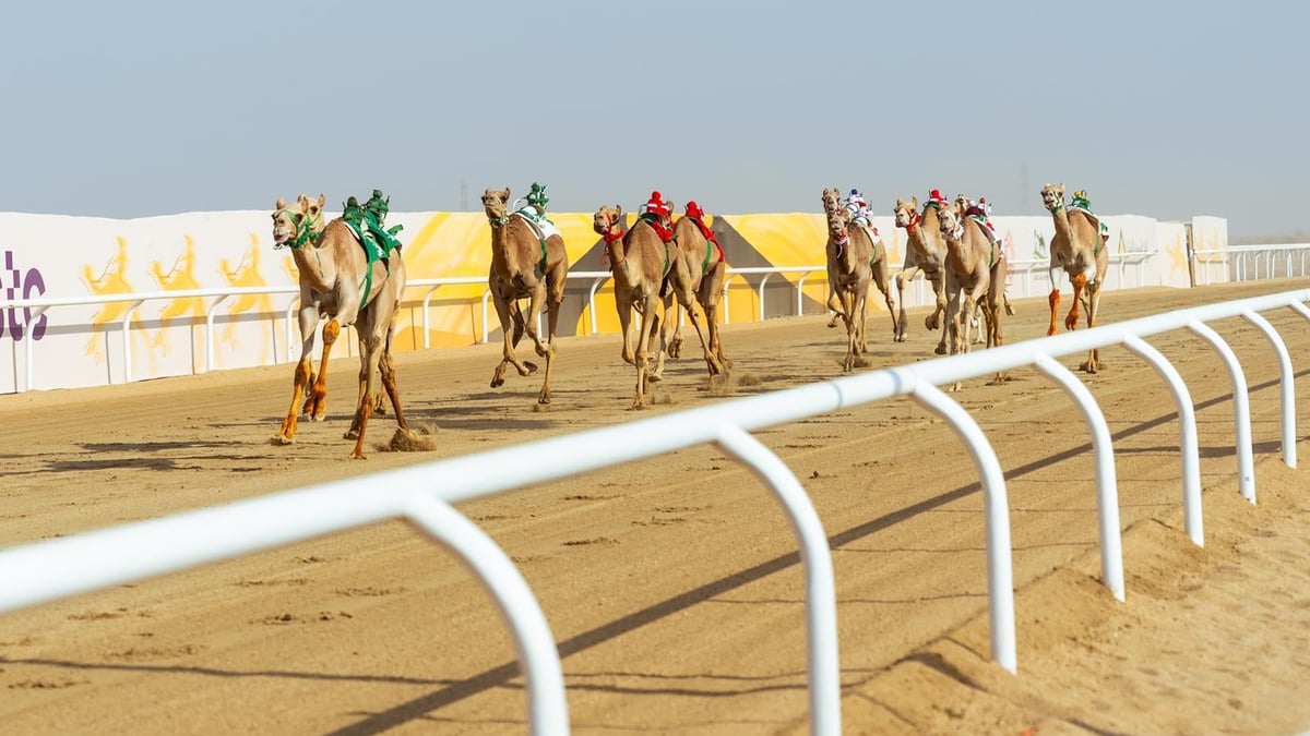 الهجن السعودية تتألق في مهرجان ولي العهد 2026 بالطائف