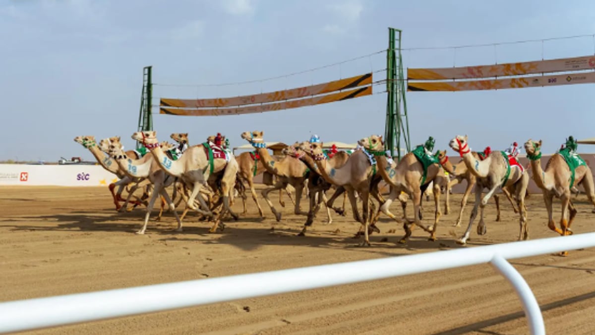 الهجن في مهرجان ولي العهد تقطع 14 ألف كيلومتر منذ انطلاقه