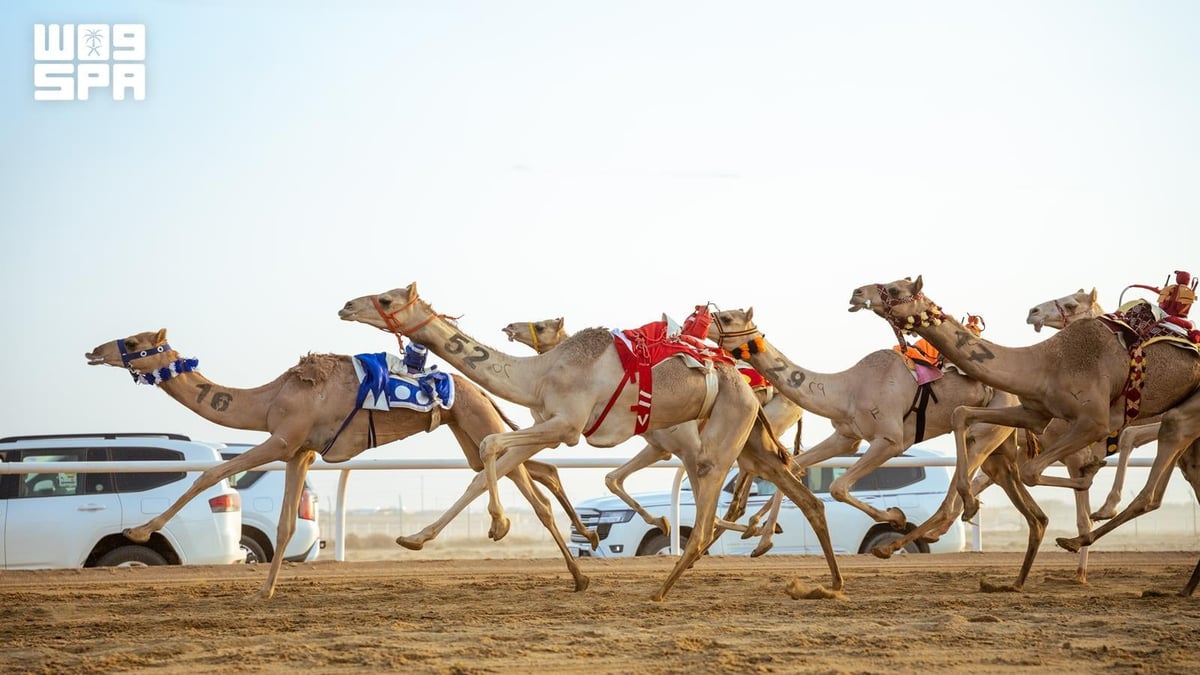 انطلاق أولى كؤوس مهرجان ولي العهد للهجن في الطائف بجوائز تفوق 6 ملايين ريال