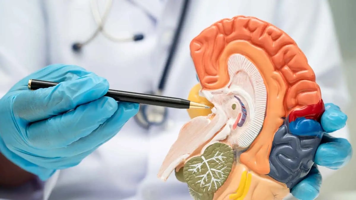 دراسة جديدة تكشف تغيرات في دماغ الأشخاص بين 50 و75 عامًا