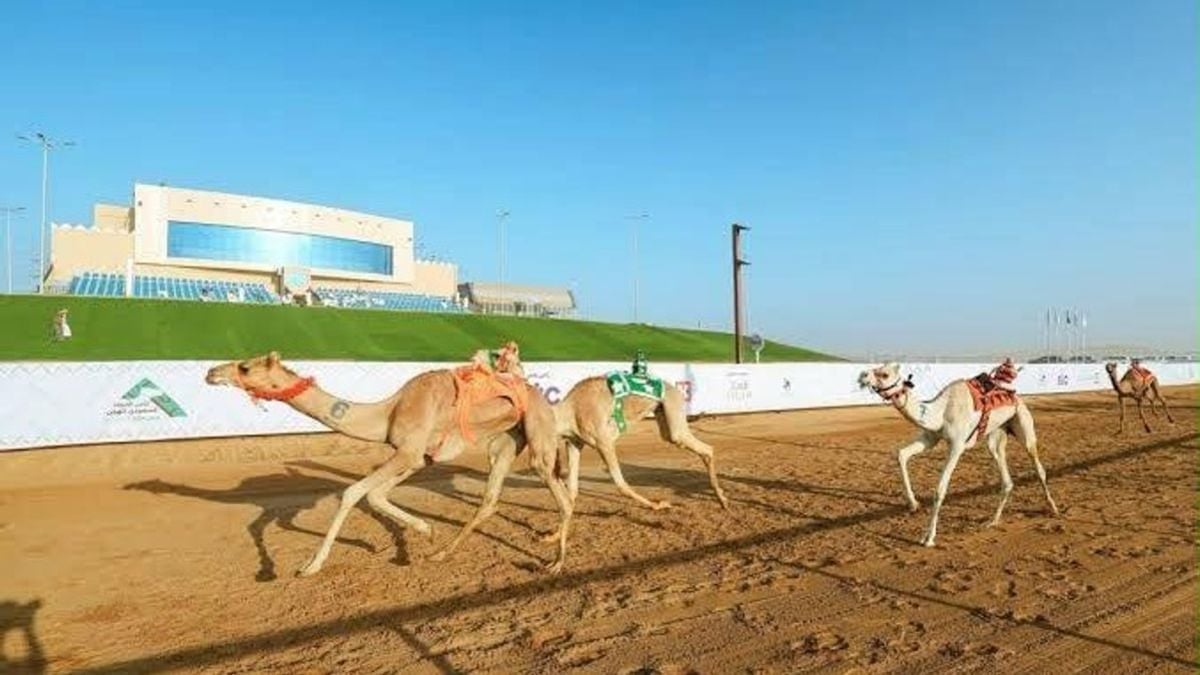 سباق سن الحقايق في ميدان نجران للهجن بمشاركة كبيرة