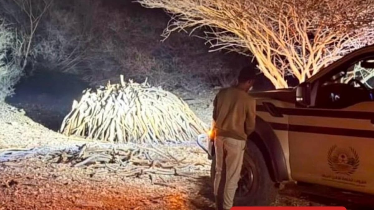 ضبط مقيم يمني لتخزين الحطب المحلي في محمية الإمام فيصل بن تركي