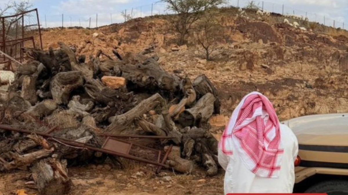 ضبط مواطن في عسير بحوزته 5 أمتار مكعبة من الحطب المحلي