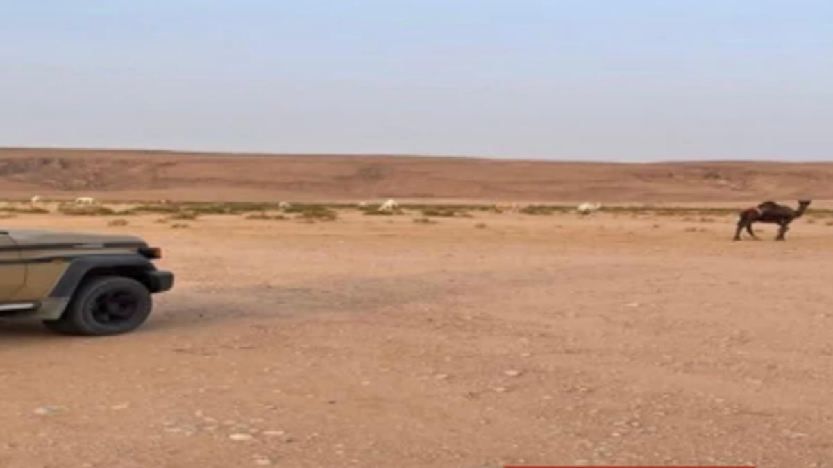 ضبط مواطن يرعى 20 إبلًا في محمية الملك عبدالعزيز