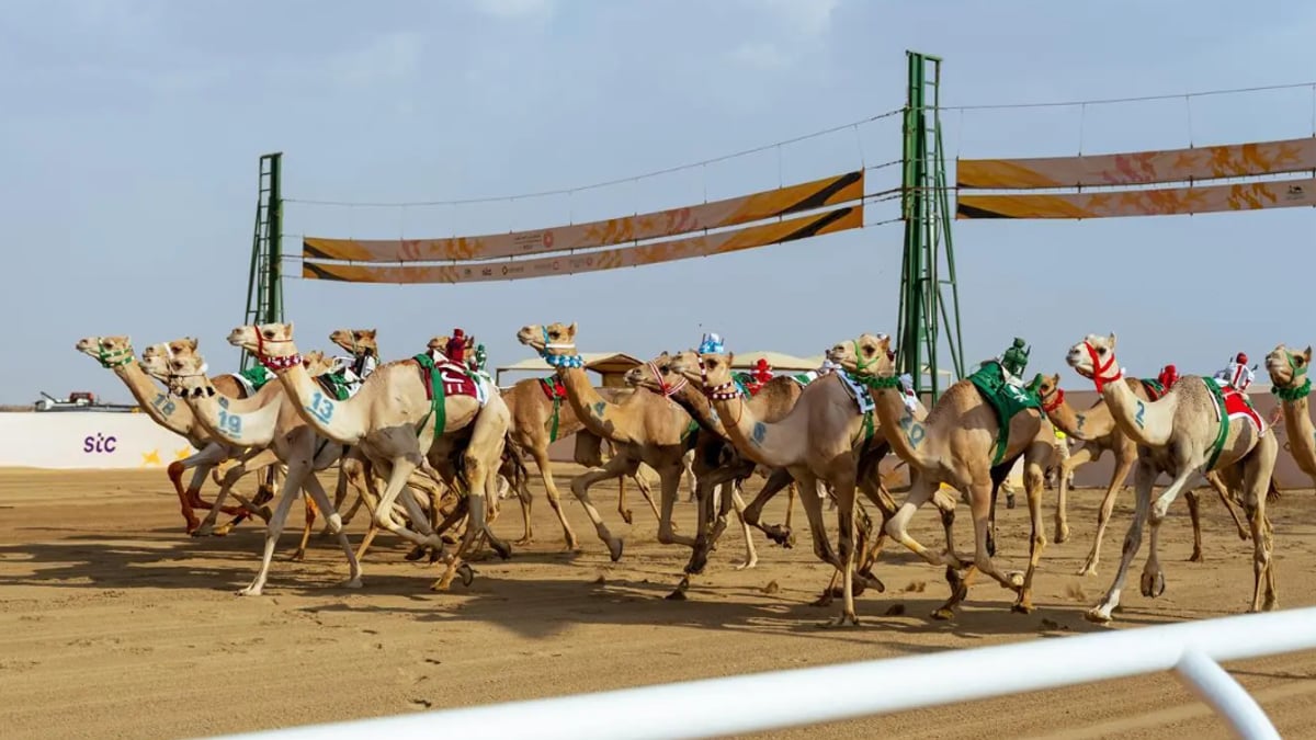 مهرجان ولي العهد للهجن يرسخ الإرث ويشكل المستقبل عبر ثماني نسخ